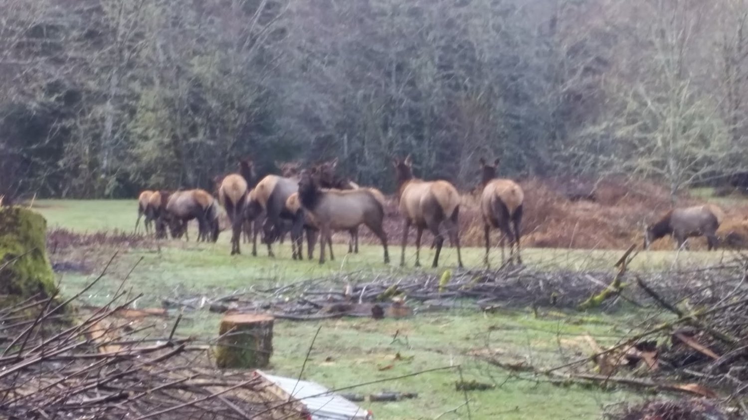A herd of elk grazing across the river from the park